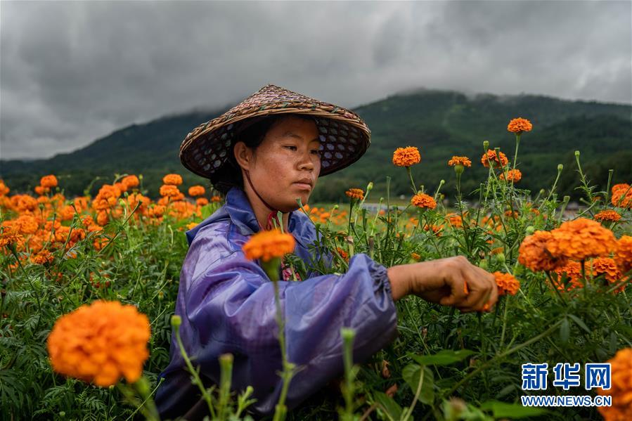 （图文互动）（3）幸?；?mdash;—高黎贡山下“万亩花海”带富美丽乡村