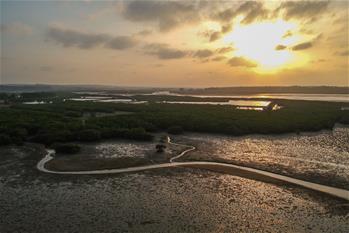 十年树木、红树成林——“海上森林”回归记