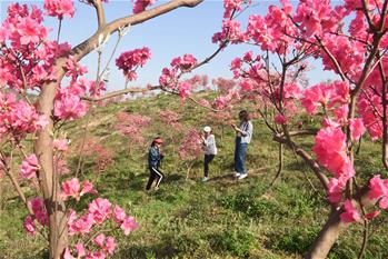 花开在四月