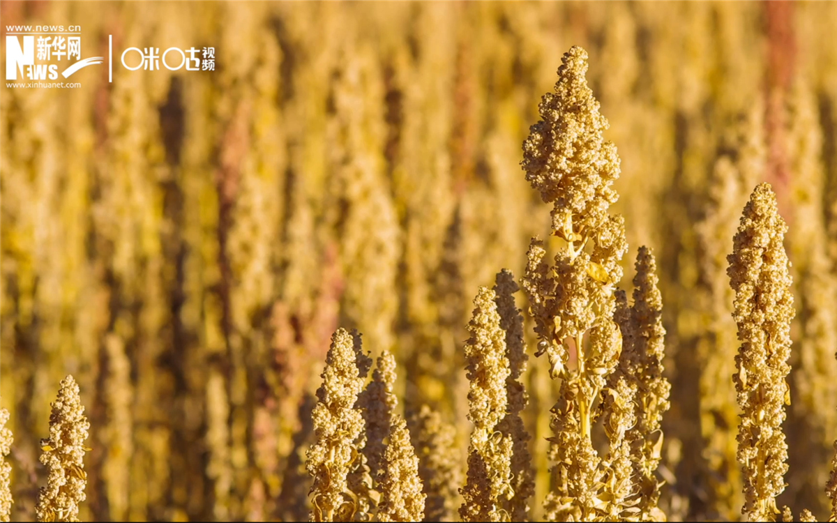 藜麦有极强的环境适应能力和低成本、高回报的种植模式