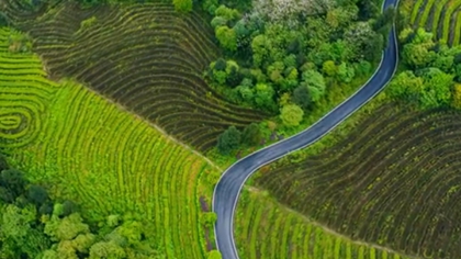 如诗如画 云海里的茶园