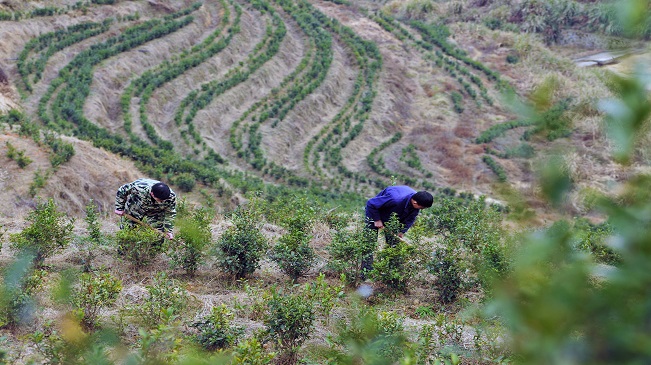 【“飞阅”中国】江西万载：高山梯田种茶助农富