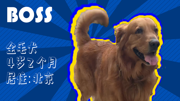 有效拴绳&科学遛狗——如何文明养犬？“捡屎官”们快看过来！